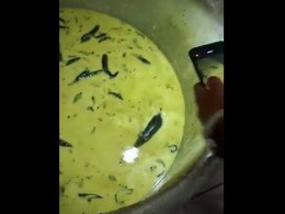 Viral Video Shows Rat Swimming In Chutney Allegedly In Telangana College's Hostel Canteen