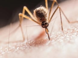 Indian Immunologicals Sign Pact For Clinical Development Of Zika Vaccine Indian Immunologicals Sign Pact For Clinical Development Of Zika Vaccine