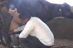 Budget 2024 Expectations: Farmers In Gujarat Seek Subsidies and Legal MSP Guarantee Budget 2024 Expectations: Farmers In Gujarat Seek Subsidies and Legal MSP Guarantee