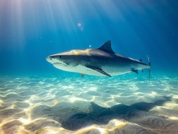 Sharks Near Bahamas Test Positive For Cocaine And Caffeine, Study Finds