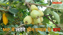 MP News: कश्मीर और शिमला के ग्रीन एप्पल को एमपी के इस जिले में उगाने की तैयारी, जानें कैसे मिली सफलता