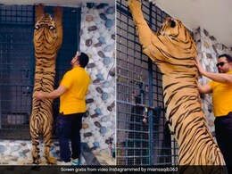 इंसान की तरह दो पैरों पर खड़ा हो गया बाघ, टाइगर की लंबाई के आगे बौना लगने लगा आदमी, Video देख फटी रह जाएंगी आंखें इंसान की तरह दो पैरों पर खड़ा हो गया बाघ, टाइगर की लंबाई के आगे बौना लगने लगा आदमी, Video देख फटी रह जाएंगी आंखें