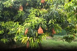 'Bagging Technique' Is Helping Mango Growers Increase Production, Find New Markets 'Bagging Technique' Is Helping Mango Growers Increase Production, Find New Markets