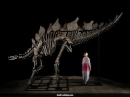 World's Largest Stegosaurus Skeleton Put On Auction, May Fetch $4-6 Million World's Largest Stegosaurus Skeleton Put On Auction, May Fetch $4-6 Million
