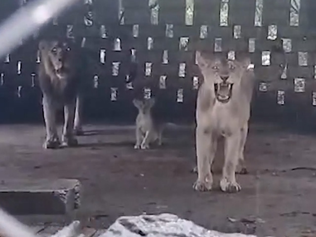 Watch: Gujarat Farmer Finds Family Of Lions Enjoying Rain In His Courtyard