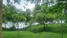 अनोखं गाव! 'या' गावातल्या महिला झाडालाच मानतात आपला पती तर कोणी...