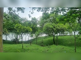 अनोखं गाव! 'या' गावातल्या महिला झाडालाच मानतात आपला पती तर कोणी...