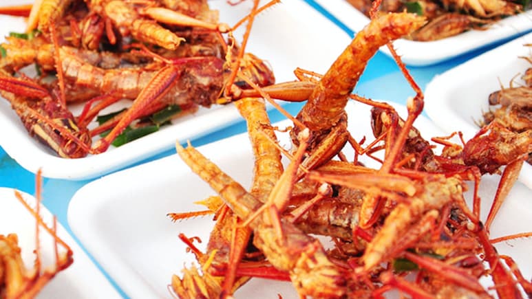 इन 6 कीड़ों को खा भी सकते हैं आप, नुकसान नहीं सेहत को फायदा पहुंचाते हैं , जानें इनके नाम