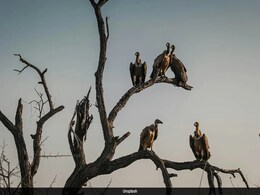 Vulture Population Decline In India Linked To Premature Human Deaths: Study Vulture Population Decline In India Linked To Premature Human Deaths: Study