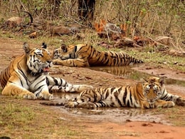 आज दुनियाभर में मशहूर है एमपी का पन्ना टाइगर रिजर्व, कभी यहां इस तरह आबाद हुए थे बाघ आज दुनियाभर में मशहूर है एमपी का पन्ना टाइगर रिजर्व, कभी यहां इस तरह आबाद हुए थे बाघ