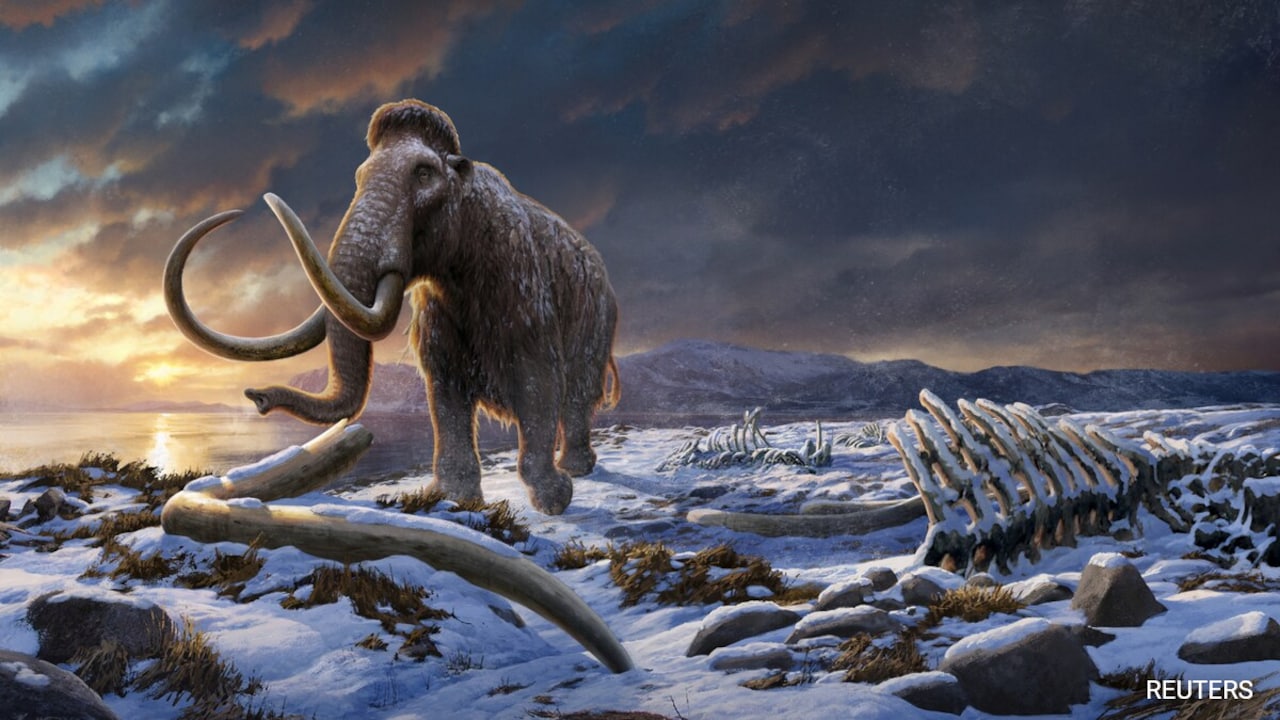 Woolly Mammoth To Be Resurrected With The Help Of AI, Say Scientists