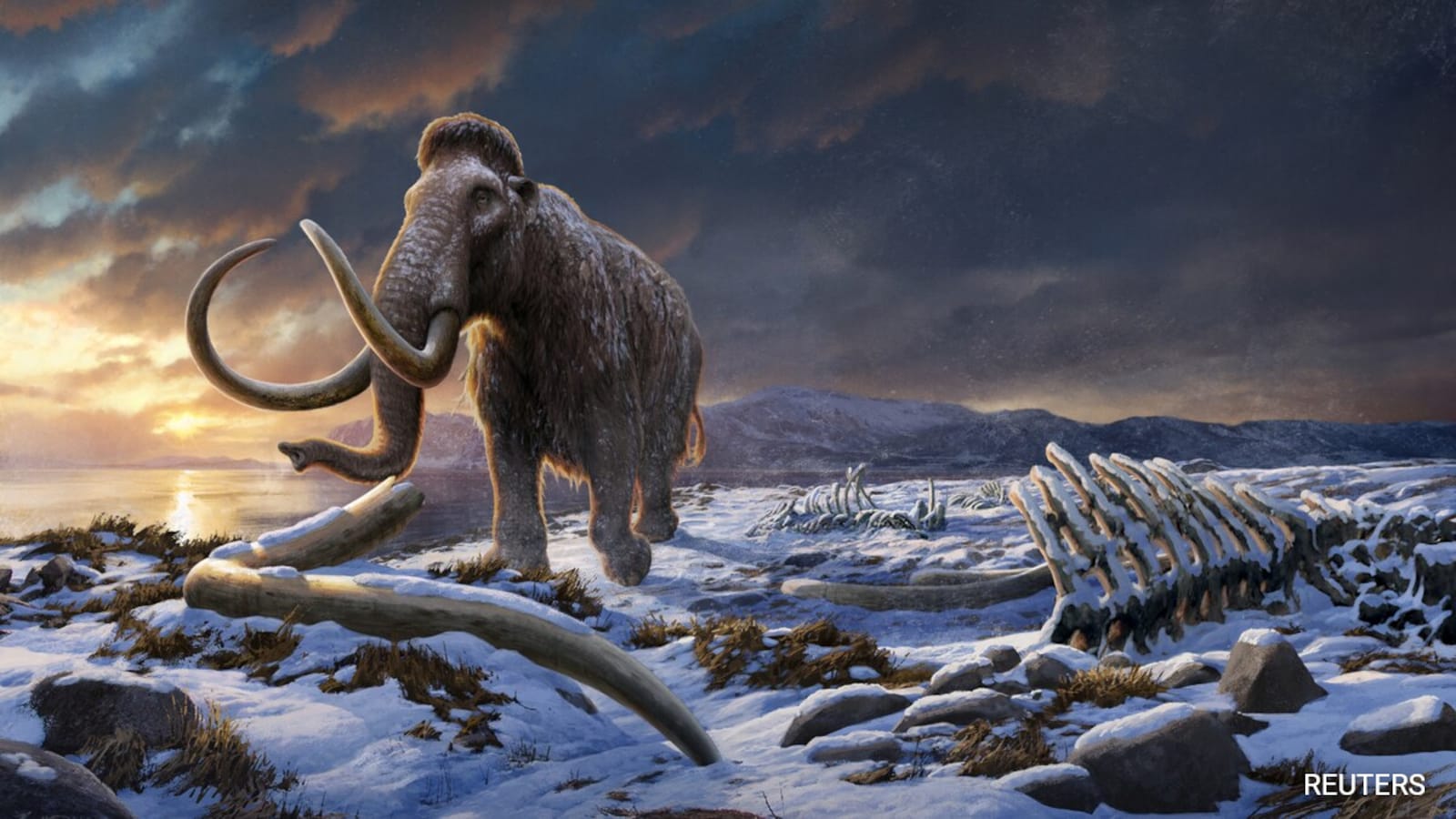 Scientists Use AI to Accelerate Woolly Mammoth De-Extinction Project