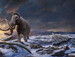 Woolly Mammoth To Be Resurrected With The Help Of AI, Say Scientists