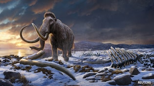 Woolly Mammoth To Be Resurrected With The Help Of AI, Say Scientists