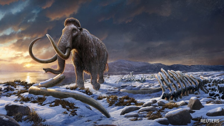 Woolly Mammoth To Be Resurrected With The Help Of AI, Say Scientists