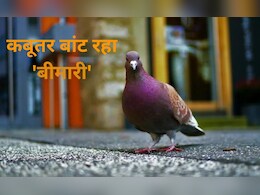 बीमारी फैलाते हैं कबूतर? दिल्ली के सर गंगाराम अस्पताल की यह स्टडी क्यों कर रही अलर्ट