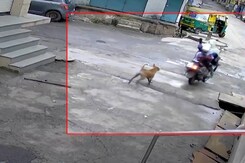 उज्जैन में एक बार फिर दिखा स्ट्रीट डॉग्स का आतंक, वीडियो वायरल