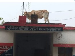 पुलिस चौकी के छज्जे पर चढ़ गया सांड, जमकर काटा बवाल