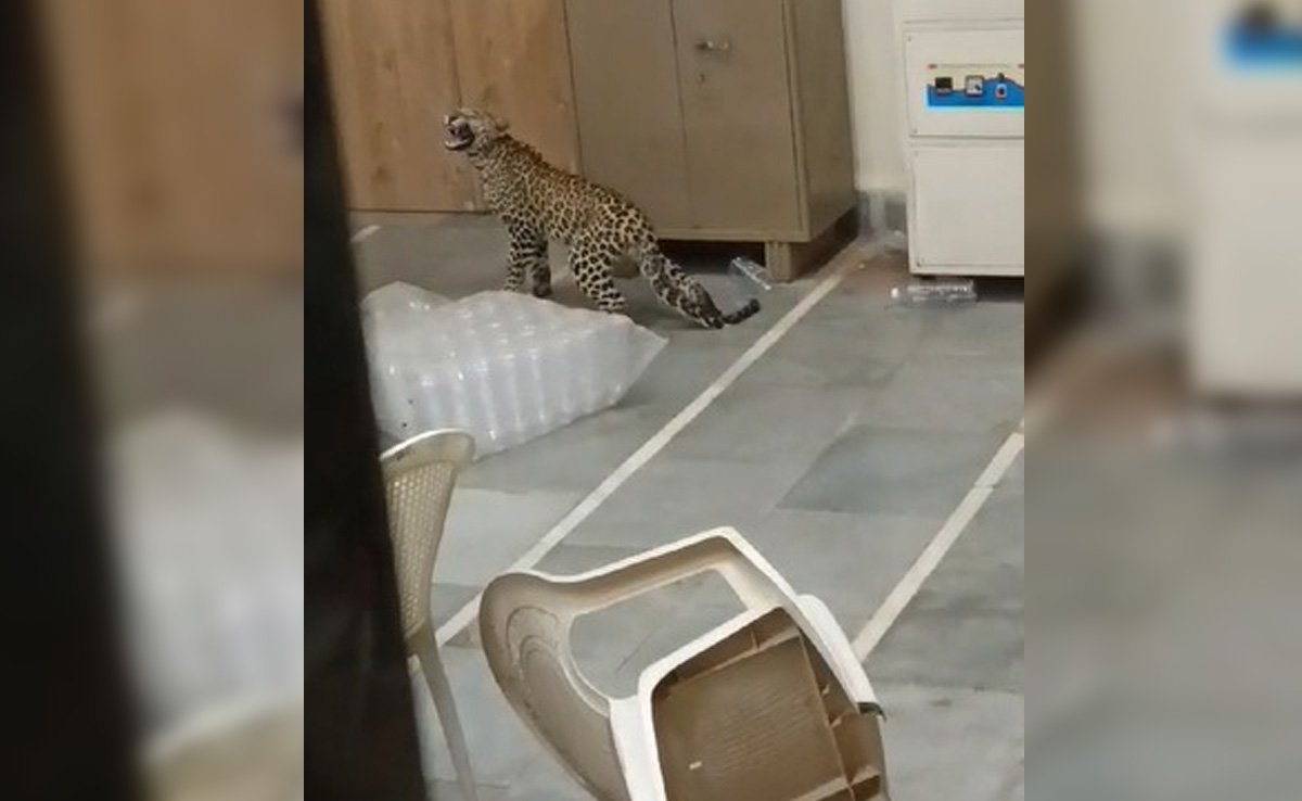 Watch: Panic Grips Gujarat University As Leopard Cub Enters Lab