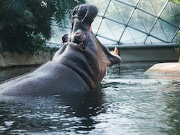 Ranchi Zoo Caretaker Dies After Hippopotamus Attacks Him, Probe Underway Ranchi Zoo Caretaker Dies After Hippopotamus Attacks Him, Probe Underway