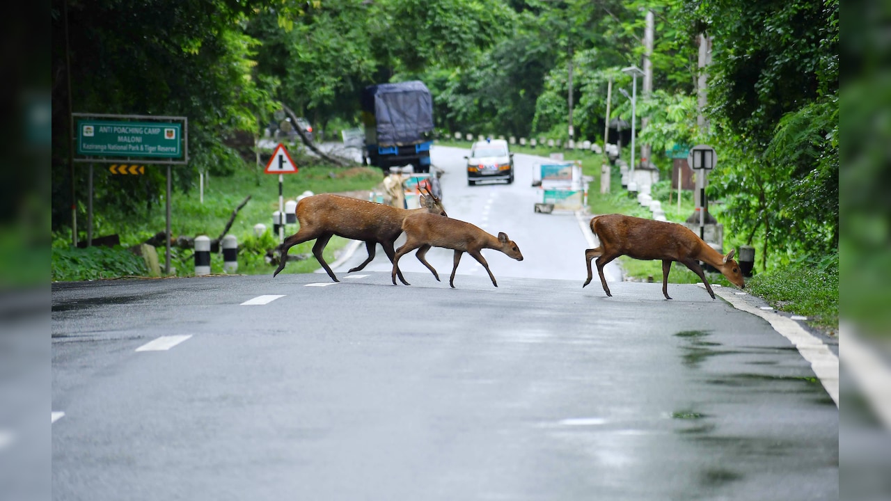 Assam To Seek Centre Approval To Cut Kaziranga Buffer Zone From 10 To 1 km