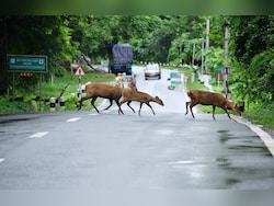 Assam To Seek Centre Approval To Cut Kaziranga Buffer Zone From 10 To 1 km