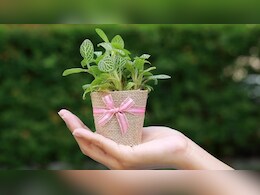 बेटी की शादी में बरातियों को बांटे पौधे, शिक्षक पिता की इस पहल से हो रही है वाहवाही