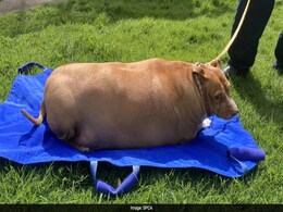 Woman Sent To Jail For Overfeeding 53 Kg Dog To Death In New Zealand Woman Sent To Jail For Overfeeding 53 Kg Dog To Death In New Zealand