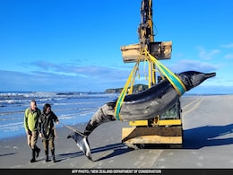 World's Rarest Whale Washes Up On New Zealand Beach World's Rarest Whale Washes Up On New Zealand Beach