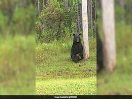 Florida Cops Urge Locals To Stop Taking Selfies With "Depressed" Bear Florida Cops Urge Locals To Stop Taking Selfies With "Depressed" Bear
