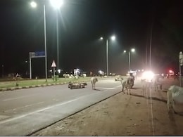 खजुराहो-झांसी फोरलेन पर आवारा मवेशियों का डेरा, हो रहीं दुर्घटनाएं, DPR में 7 करोड़ का प्रावधान लेकिन नहीं लगी सुरक्षा जाली खजुराहो-झांसी फोरलेन पर आवारा मवेशियों का डेरा, हो रहीं दुर्घटनाएं, DPR में 7 करोड़ का प्रावधान लेकिन नहीं लगी सुरक्षा जाली