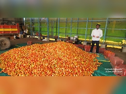 अचानक पीक होतंय नष्ट, शेतकऱ्यांना मोठा फटका; टॉमेटोवाढीचं कारण आलं समोर अचानक पीक होतंय नष्ट, शेतकऱ्यांना मोठा फटका; टॉमेटोवाढीचं कारण आलं समोर