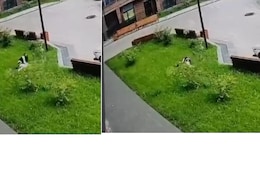 जाको राखे साइयां मार सके न कोय... 13वीं मंज़िल से गिरने के बाद भी बच गई महिला, आई मामूली चोट, Video वायरल