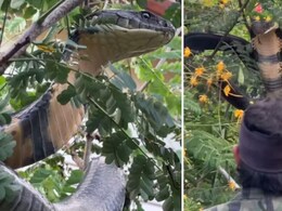 गांव में दिखा 12 फीट लंबा किंग कोबरा, वीडियो देख खड़े हो जाएंगे रोंगटे गांव में दिखा 12 फीट लंबा किंग कोबरा, वीडियो देख खड़े हो जाएंगे रोंगटे