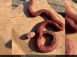 व्हेल की स्टडी के लिए समंदर में उतरे एक्सपर्ट, सामने आ गया खतरनाक Blood Worm, देखकर कहेंगे समुद्री जीव है या पेट की आंत व्हेल की स्टडी के लिए समंदर में उतरे एक्सपर्ट, सामने आ गया खतरनाक Blood Worm, देखकर कहेंगे समुद्री जीव है या पेट की आंत