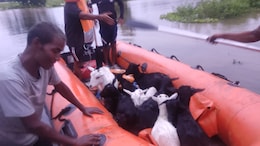Assam Floods: 114 Wild Animals Dead In Kaziranga National Park, 95 Rescued