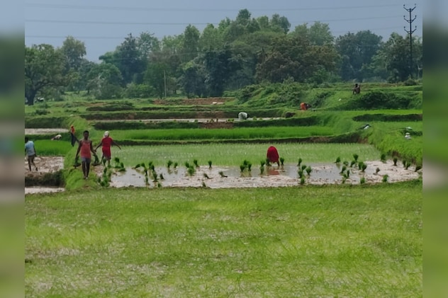 खेते में धान की रोपाई करते हुए किसान. खेते में धान की रोपाई करते हुए किसान.