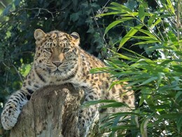 उदयपुर में आदमखोर तेंदुए का आतंक कायम, घर के पास खेल रही बच्ची का किया शिकार, 5 की हो चुकी मौत