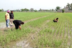 Explainer: How Is Direct Seeding Rice Environment Friendly? Explainer: How Is Direct Seeding Rice Environment Friendly?