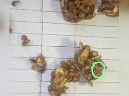 पोषण आहाराच्या नावाखाली विद्यार्थ्यांना अळ्या; मेळघाटच्या शाळेतील धक्कादायक प्रकार