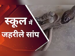 कटिहार : स्कूल में कई दिनों से लगातार निकल रहे हैं जहरीले सांप, शिक्षक-छात्रों में दहशत; जानें पूरा मामला