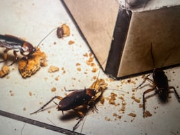 पोछे के पानी में इस एक चीज को मिलाकर करें सफाई, कोने-कोने से निकलकर भागेंगे कॉकरोच पोछे के पानी में इस एक चीज को मिलाकर करें सफाई, कोने-कोने से निकलकर भागेंगे कॉकरोच