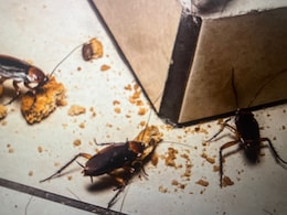 किचन में कॉकरोच ने मचा रखा है घमासान तो इन टिप्स को करें फॉलो, सबका एक झटके में हो जाएगा सफाया किचन में कॉकरोच ने मचा रखा है घमासान तो इन टिप्स को करें फॉलो, सबका एक झटके में हो जाएगा सफाया