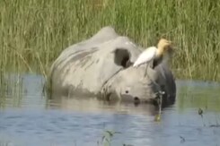 Kaziranga: Wildlife Affected By Floods Rescued And Rehabilitated, Fear Of Human-Animal Conflict Kaziranga: Wildlife Affected By Floods Rescued And Rehabilitated, Fear Of Human-Animal Conflict