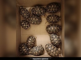 138 Star Tortoises Seized From Malaysia-Bound Passenger At Chennai Airport 138 Star Tortoises Seized From Malaysia-Bound Passenger At Chennai Airport