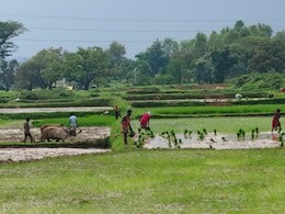 CG News:  यहां सावन के चार दिनों में हुई 100 MM बारिश, ऐसे में धान की फसल का रकबा घटाना सही या गलत? CG News:  यहां सावन के चार दिनों में हुई 100 MM बारिश, ऐसे में धान की फसल का रकबा घटाना सही या गलत?