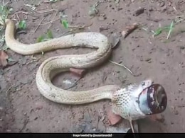 Watch: Cobra Swallows Cough Syrup Bottle In Odisha, How It Was Rescued Watch: Cobra Swallows Cough Syrup Bottle In Odisha, How It Was Rescued