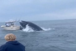 Whale Breach Capsizes Fishing Boat In New Hampshire Whale Breach Capsizes Fishing Boat In New Hampshire