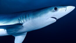 16-Year-Old Teen Killed By Shark While Fishing Alone In Jamaica