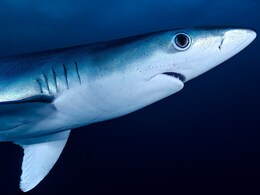 16-Year-Old Teen Killed By Shark While Fishing Alone In Jamaica